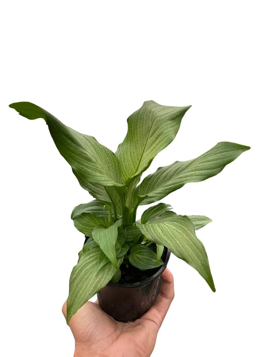 Spathiphyllum 'Platinum Mist'-Indoor Plants-Trendy Gardener