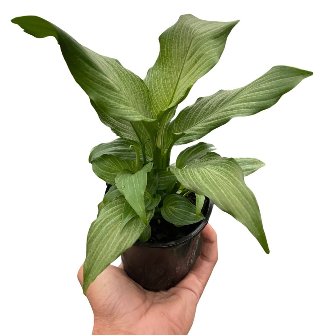 Spathiphyllum 'Platinum Mist'-Indoor Plants-Trendy Gardener