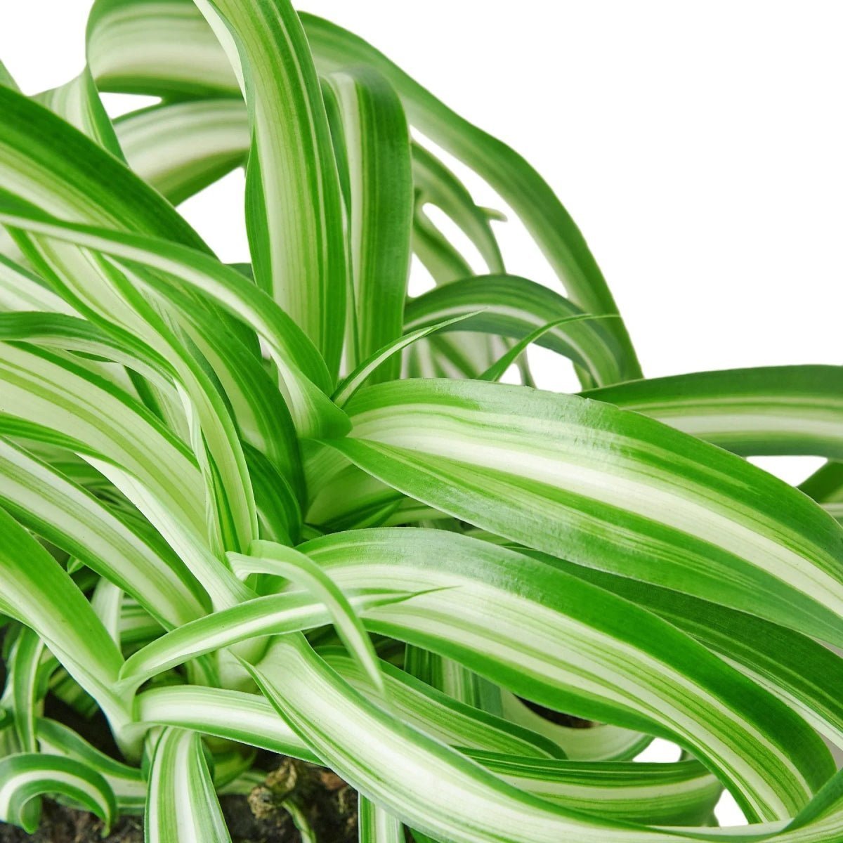 Spider Plant 'Bonnie'-Indoor Plants-Trendy Gardener