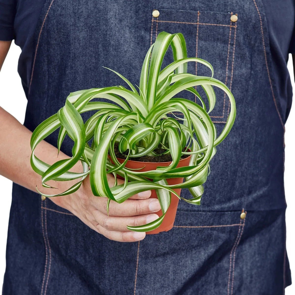 Spider Plant 'Bonnie'-Indoor Plants-Trendy Gardener