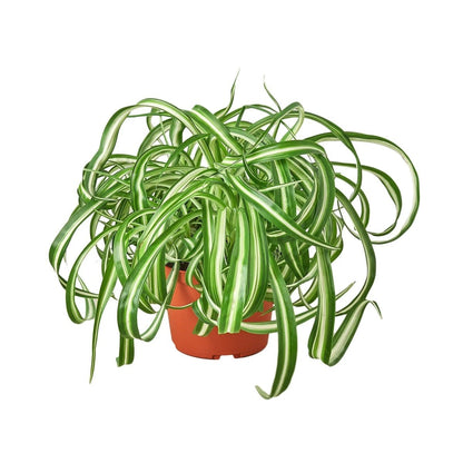 Spider Plant 'Bonnie'-Indoor Plants-Trendy Gardener