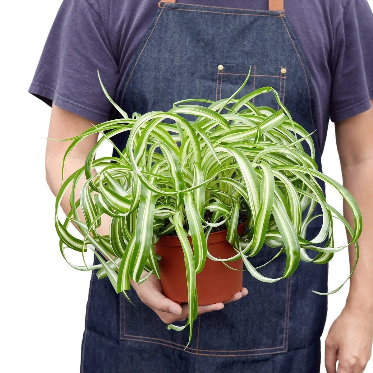 Spider Plant 'Bonnie'-Indoor Plants-Trendy Gardener