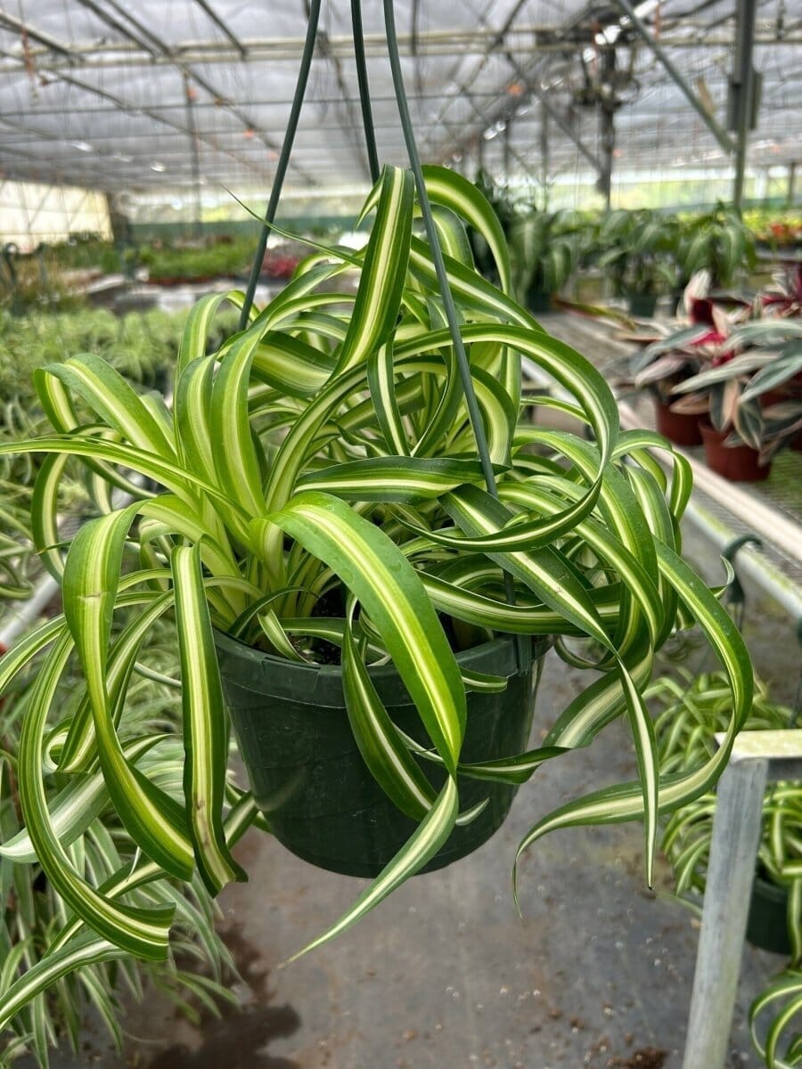 Spider Plant 'Bonnie'-Indoor Plants-Trendy Gardener