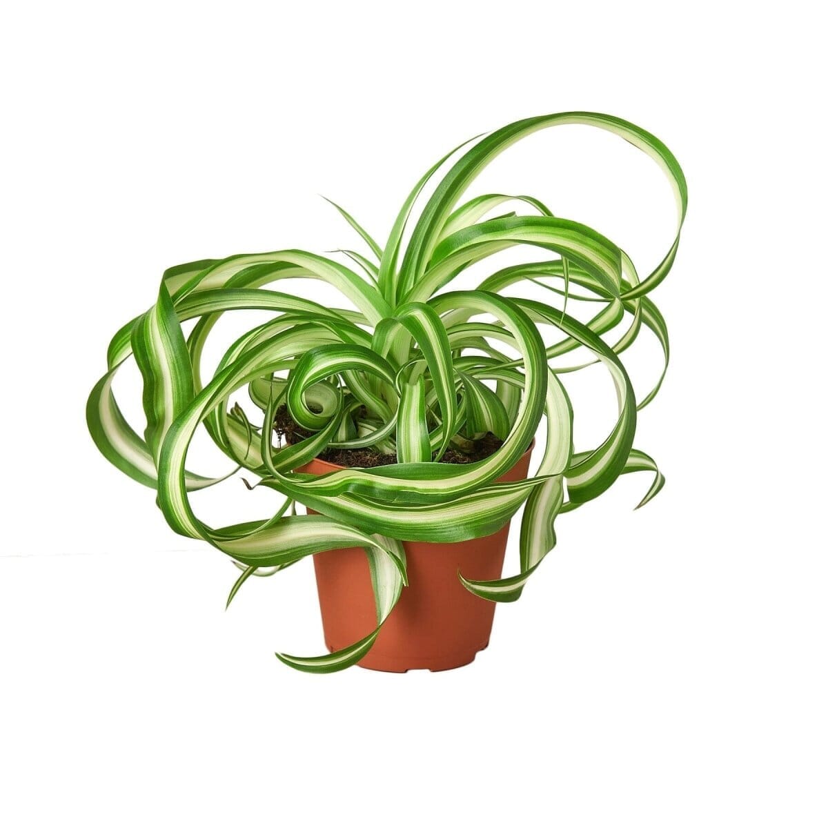 Spider Plant 'Bonnie'-Indoor Plants-Trendy Gardener