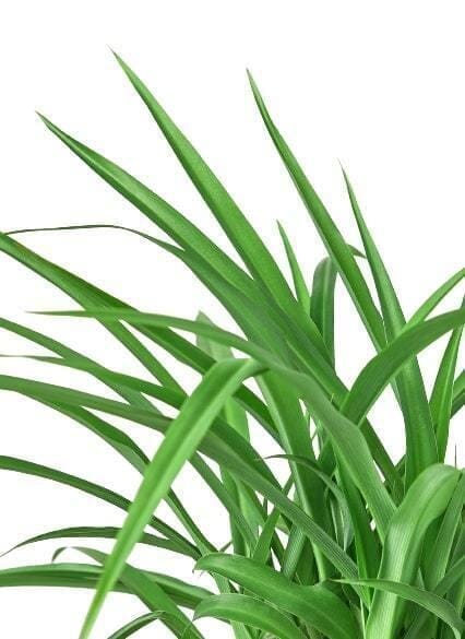 Spider Plant 'Green'-Indoor Plants-Trendy Gardener