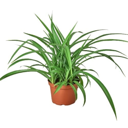 Spider Plant 'Green'-Indoor Plants-Trendy Gardener