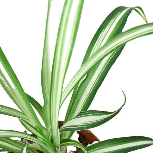 Spider Plant Reverse-Indoor Plants-Trendy Gardener