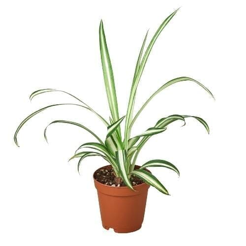 Spider Plant Reverse-Indoor Plants-Trendy Gardener