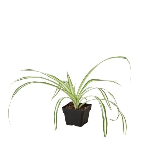 Spider Plant Reverse-Indoor Plants-Trendy Gardener