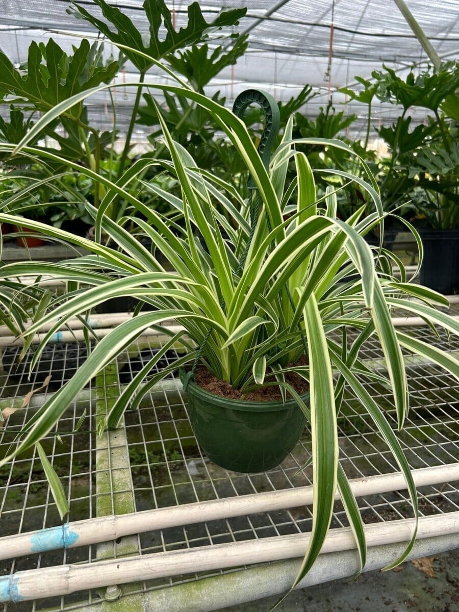 Spider Plant Reverse-Indoor Plants-Trendy Gardener