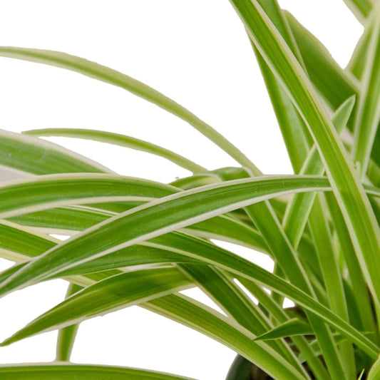 Spider Plant Reverse-Indoor Plants-Trendy Gardener