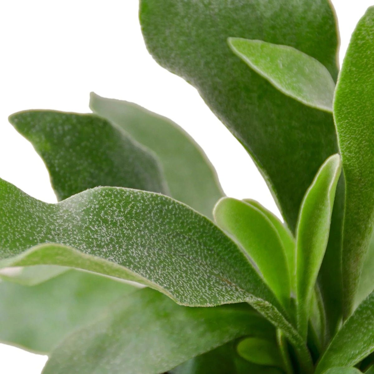 Staghorn Fern-Indoor Plants-Trendy Gardener