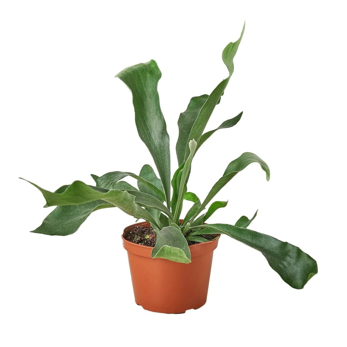 Staghorn Fern-Indoor Plants-Trendy Gardener