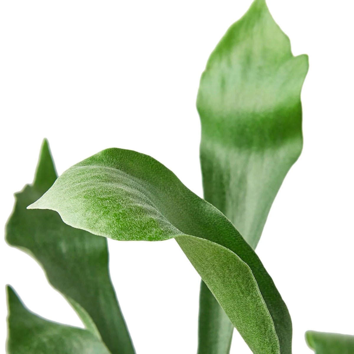 Staghorn Fern-Indoor Plants-Trendy Gardener