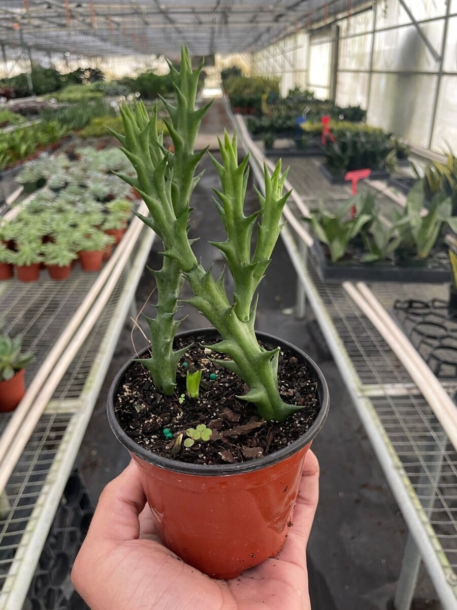 Starfish Cactus (Stapelia orbea variegata)-Indoor Plants-Trendy Gardener