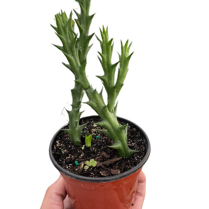 Starfish Cactus (Stapelia orbea variegata)-Indoor Plants-Trendy Gardener
