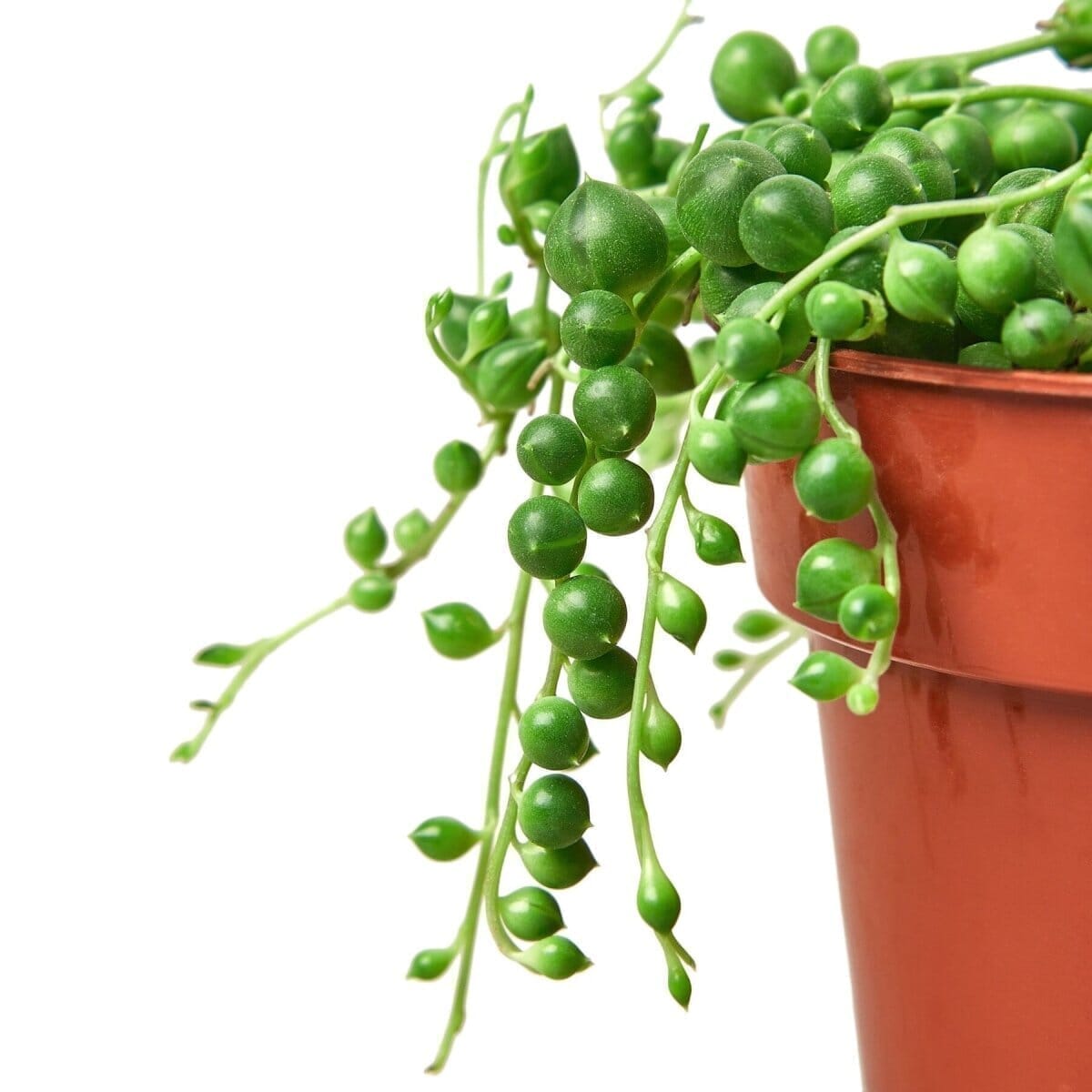 String of Pearls Succulent Trendy Gardener 4" Pot Nursery Pot 