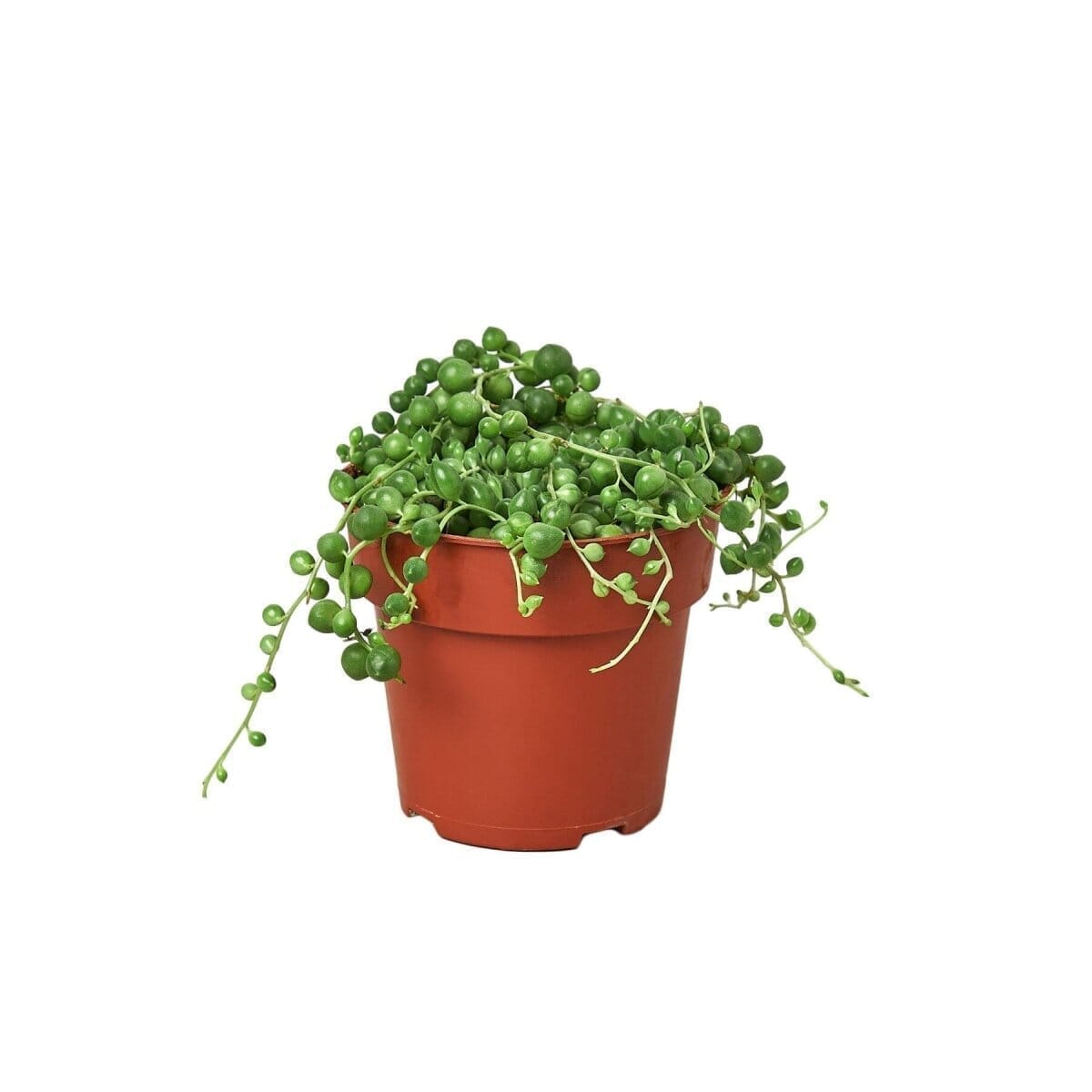 String of Pearls Succulent Trendy Gardener 6" Pot Nursery Pot 