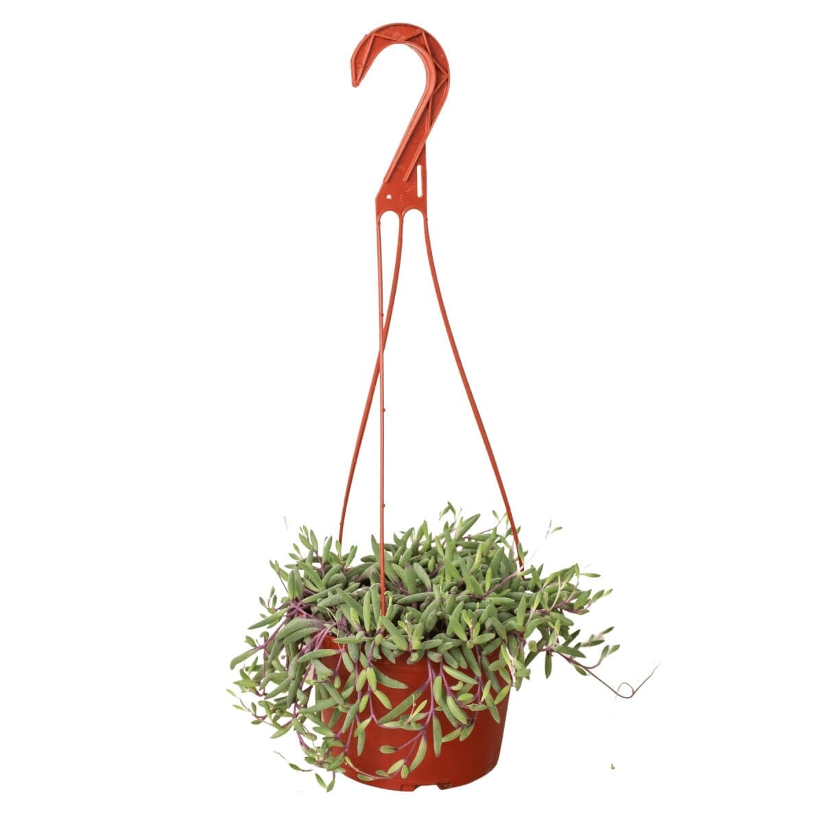 String of Rubies - 6" Pots-Indoor Plants-Trendy Gardener