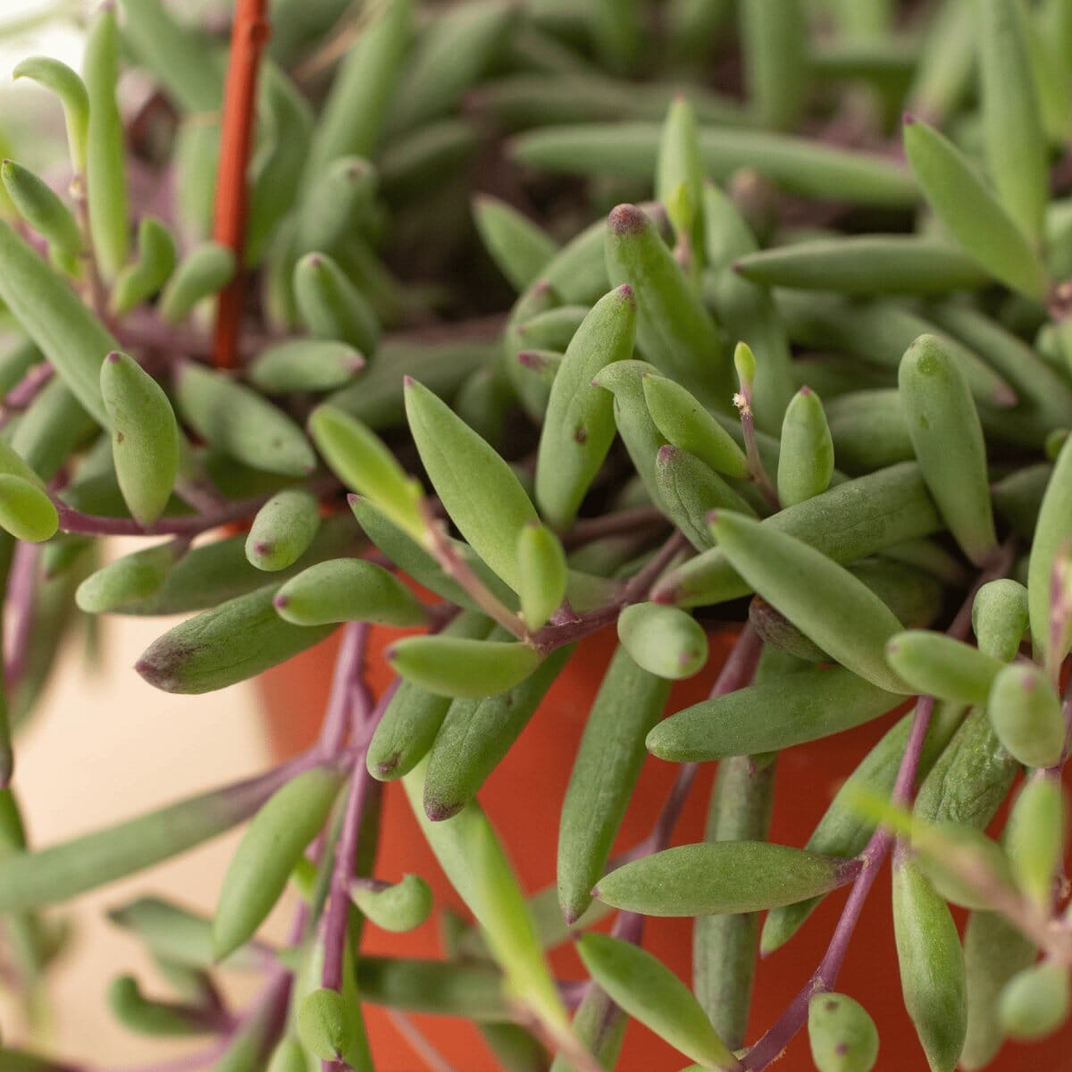 String of Rubies - 6" Pots-Indoor Plants-Trendy Gardener