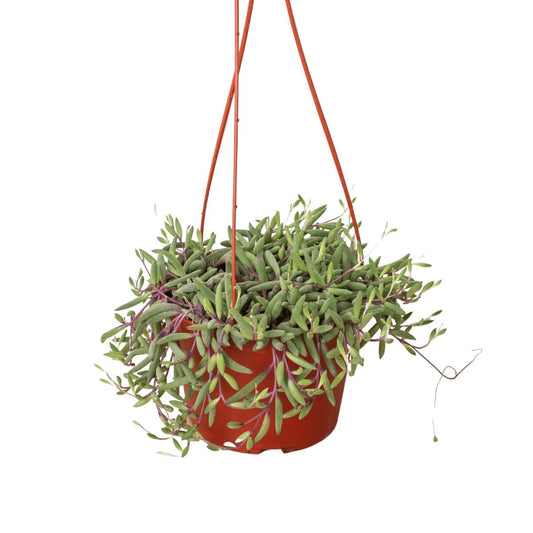 String of Rubies - 6" Pots-Indoor Plants-Trendy Gardener