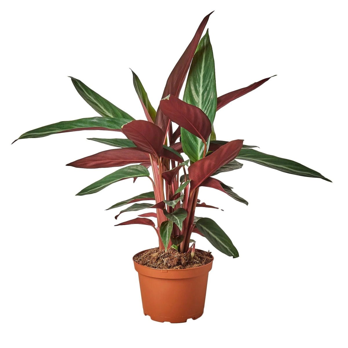 Stromanthe Sanguinea-4" Plant-Trendy Gardener