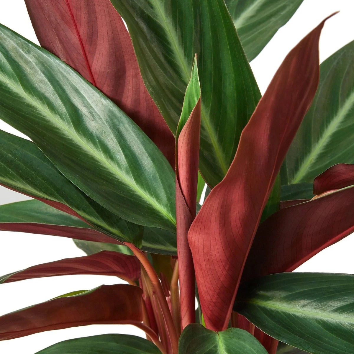 Stromanthe Sanguinea-4" Plant-Trendy Gardener