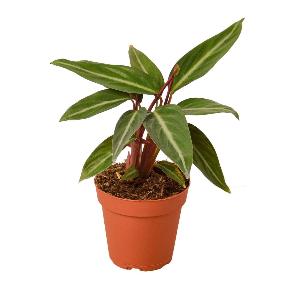 Stromanthe Sanguinea-4" Plant-Trendy Gardener