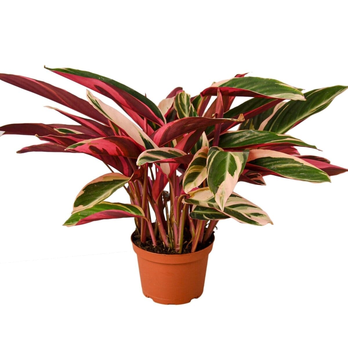 Stromanthe Triostar-6" Plant (1) ($10)-Trendy Gardener