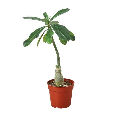 Succulent Adenium Obesum 'Desert Rose'-Succulent-Trendy Gardener