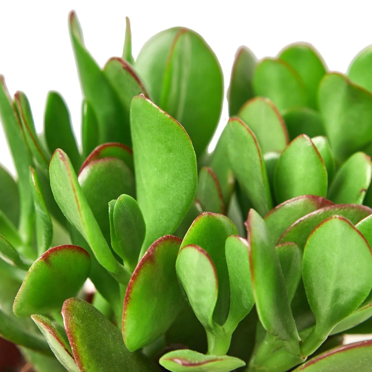 Succulent Crassula 'Jade'-Succulent-Trendy Gardener