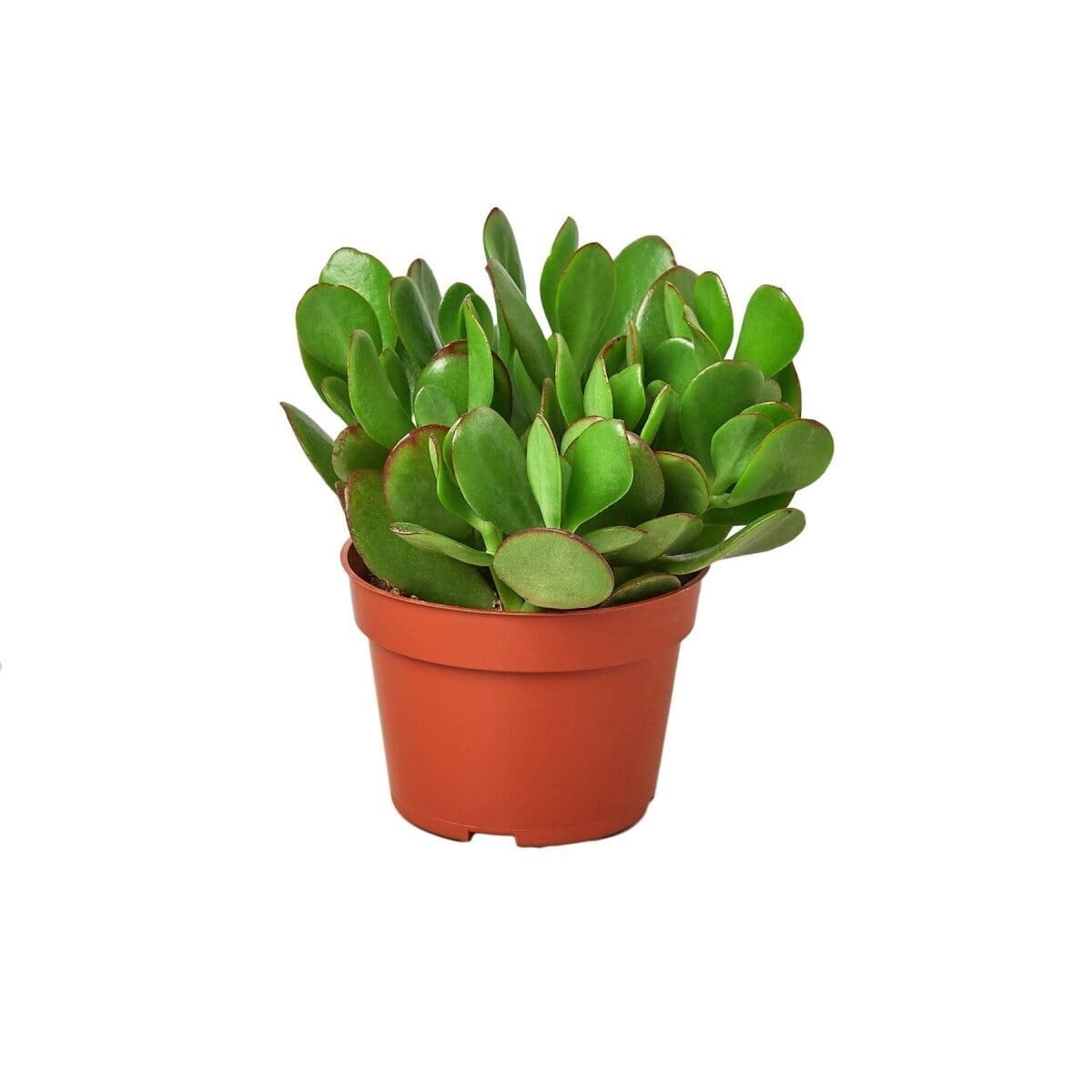 Succulent Crassula 'Jade'-Succulent-Trendy Gardener