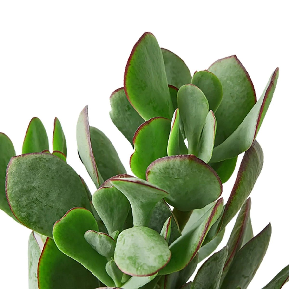 Succulent Crassula 'Silver Dollar'-Succulent-Trendy Gardener