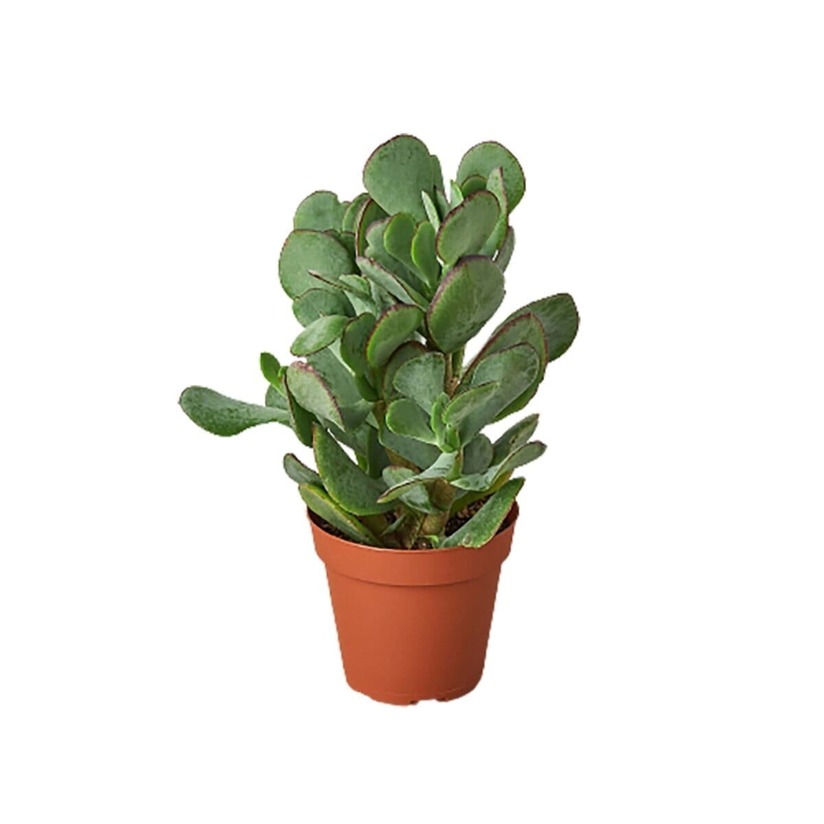 Succulent Crassula 'Silver Dollar'-Succulent-Trendy Gardener