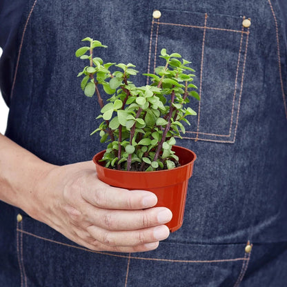 Succulent 'Elephant Bush'-Succulent-Trendy Gardener