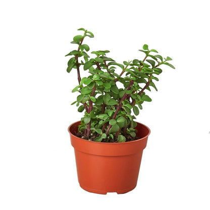 Succulent 'Elephant Bush'-Succulent-Trendy Gardener