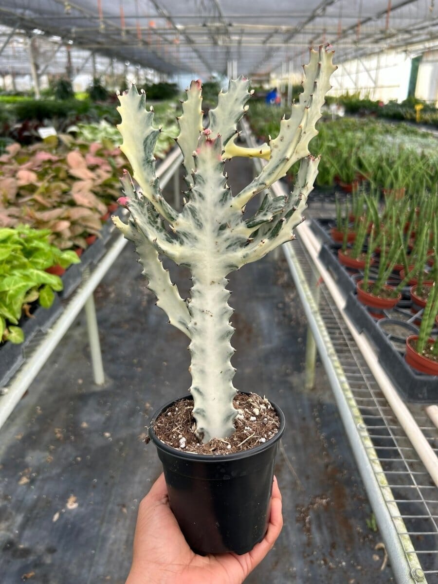 Succulent Euphorbia 'Dragon Bone'-Succulent-Trendy Gardener