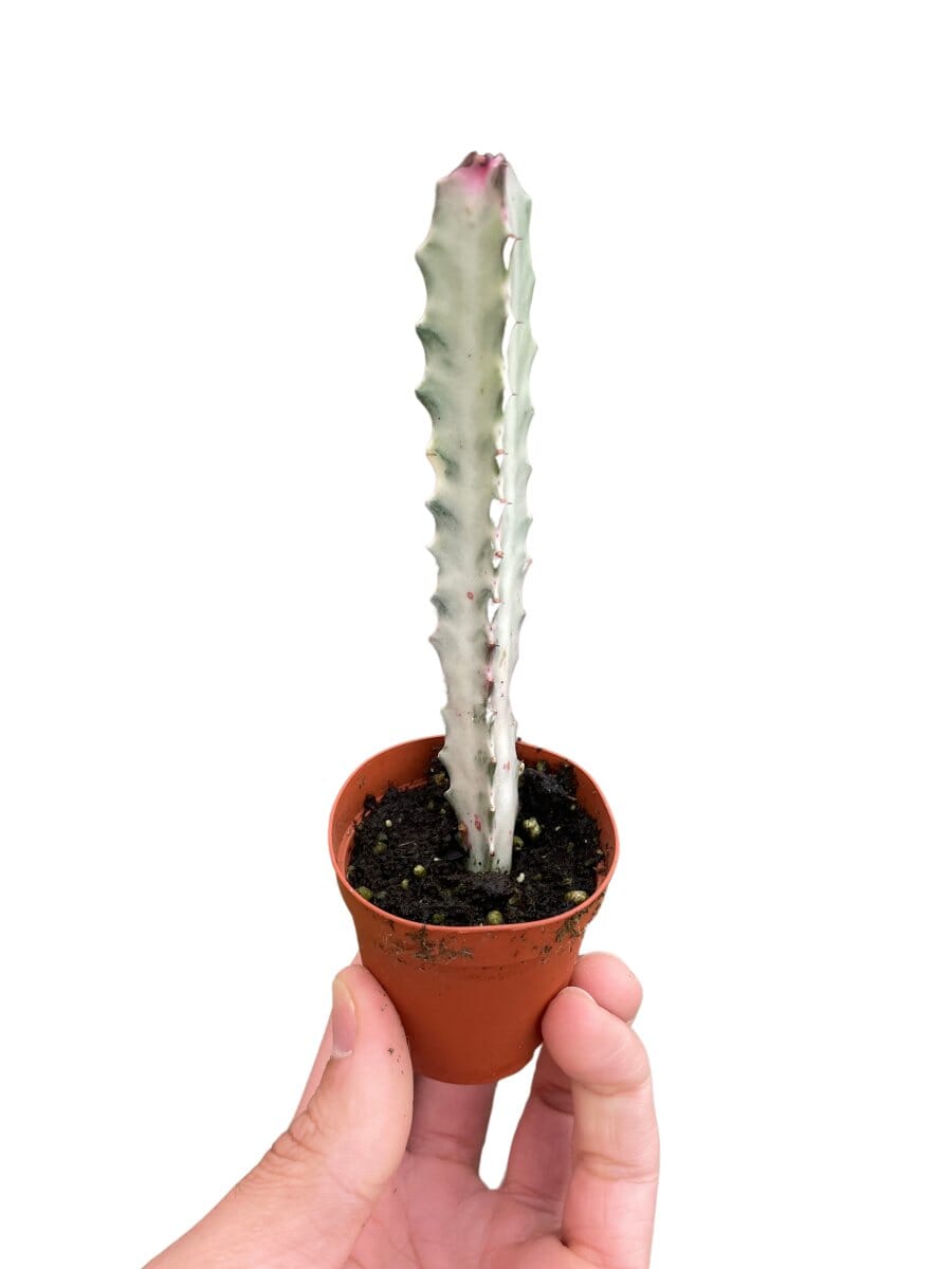 Succulent Euphorbia 'Dragon Bone'-Succulent-Trendy Gardener