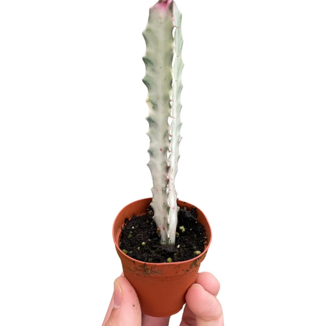 Succulent Euphorbia 'Dragon Bone'-Succulent-Trendy Gardener