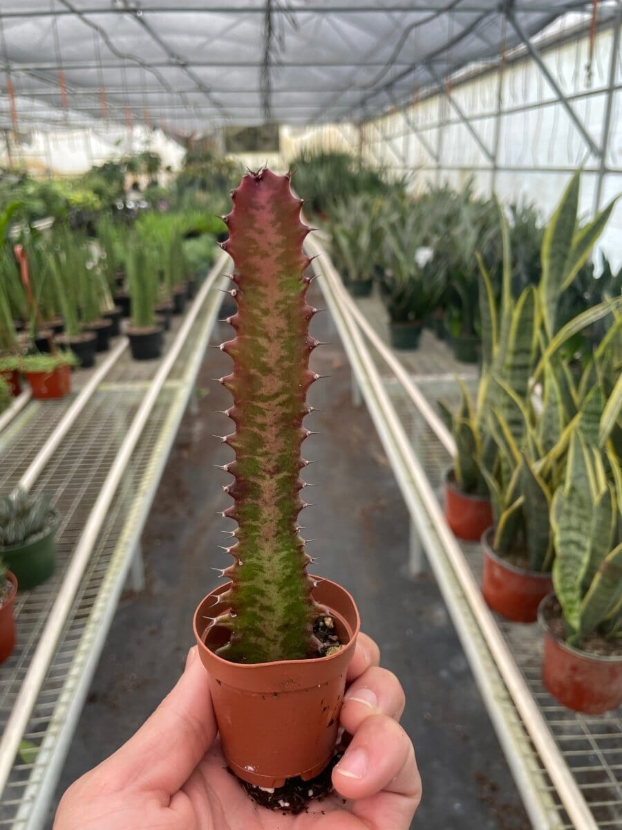 Succulent Euphorbia 'Trigona Rubra'-Succulent-Trendy Gardener