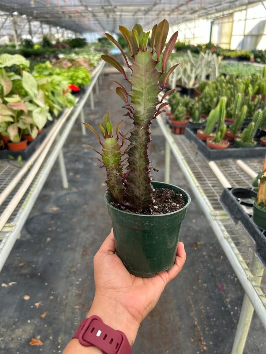 Succulent Euphorbia 'Trigona Rubra'-Succulent-Trendy Gardener