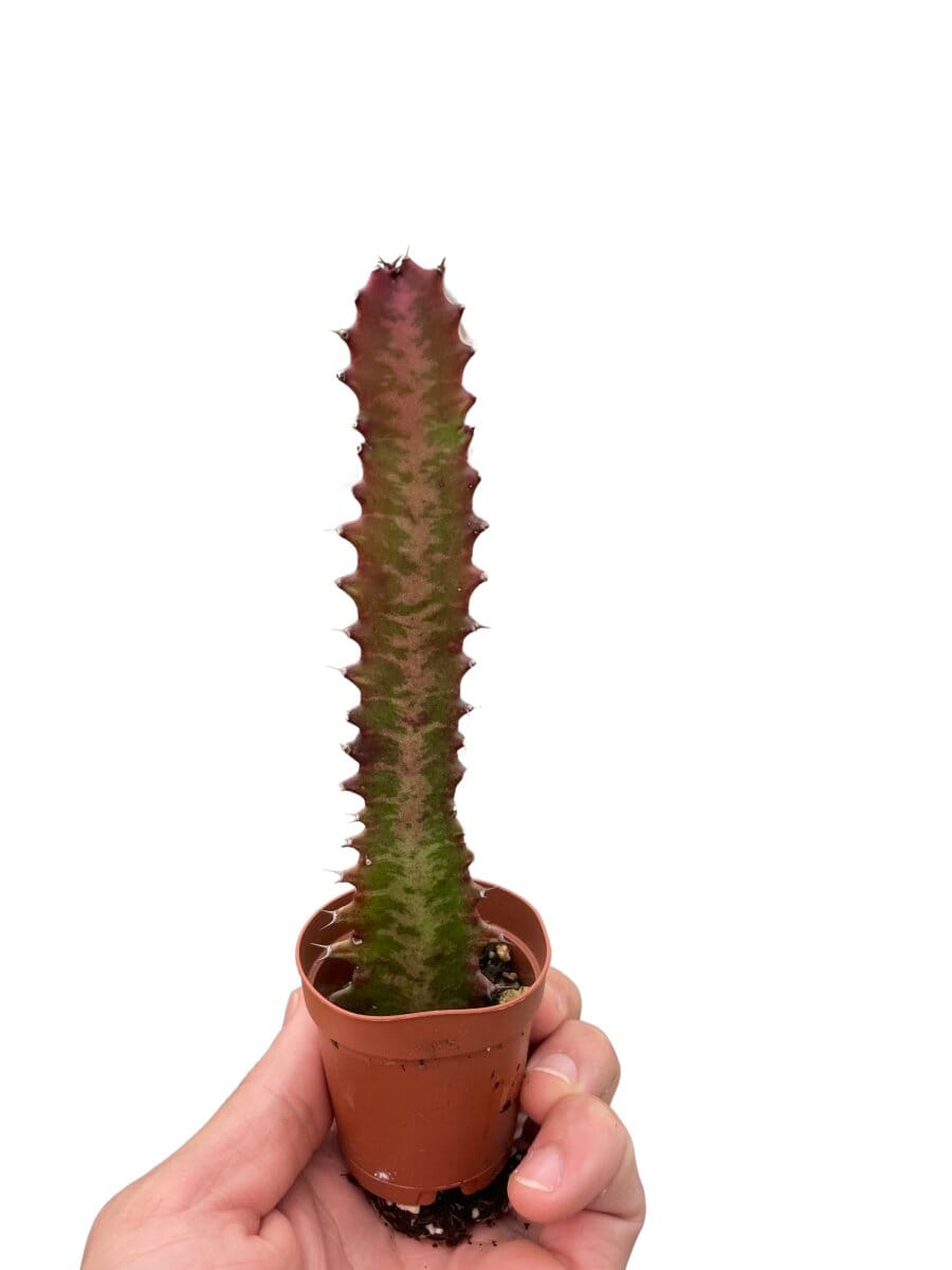 Succulent Euphorbia 'Trigona Rubra'-Succulent-Trendy Gardener