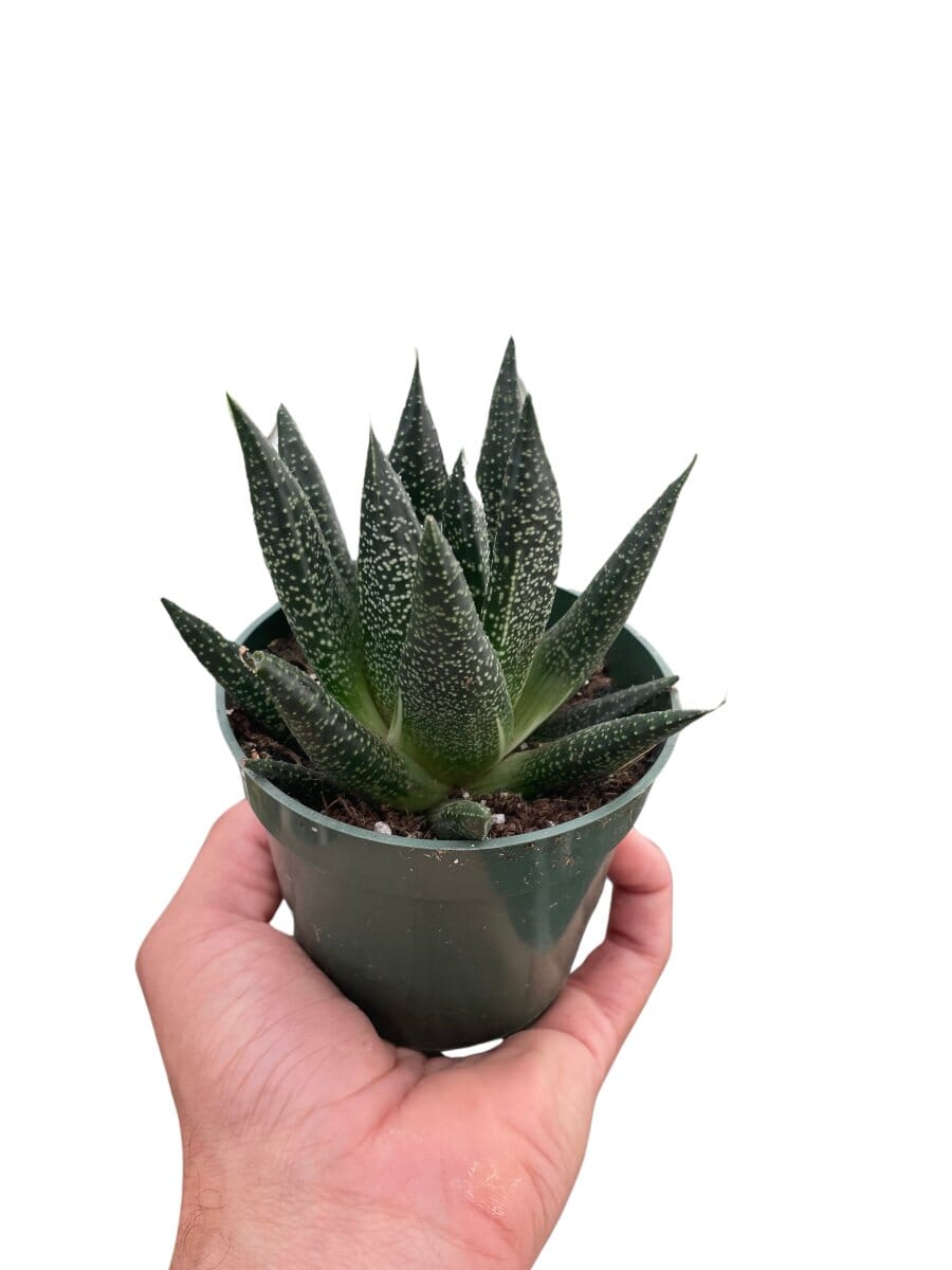 Succulent Gasteria Durban-Indoor Plants-Trendy Gardener