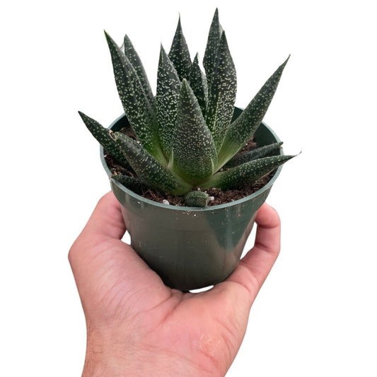 Succulent Gasteria Durban-Indoor Plants-Trendy Gardener