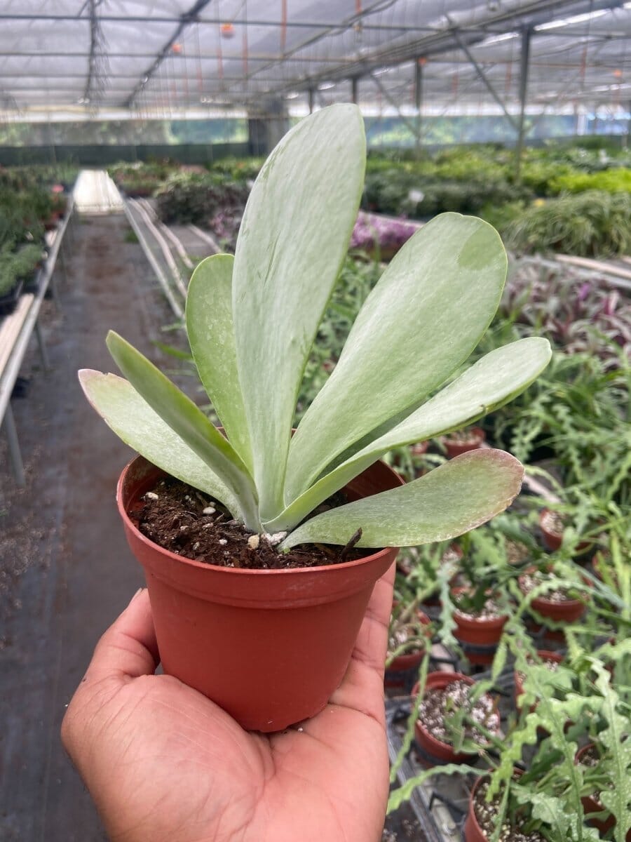 Succulent Kalanchoe 'Flap Jack'-Succulent-Trendy Gardener