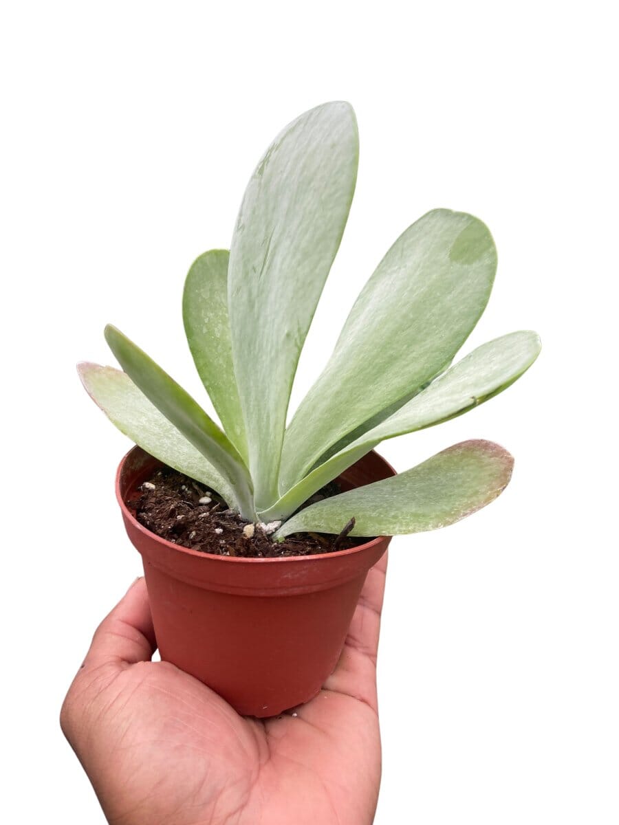 Succulent Kalanchoe 'Flap Jack'-Succulent-Trendy Gardener