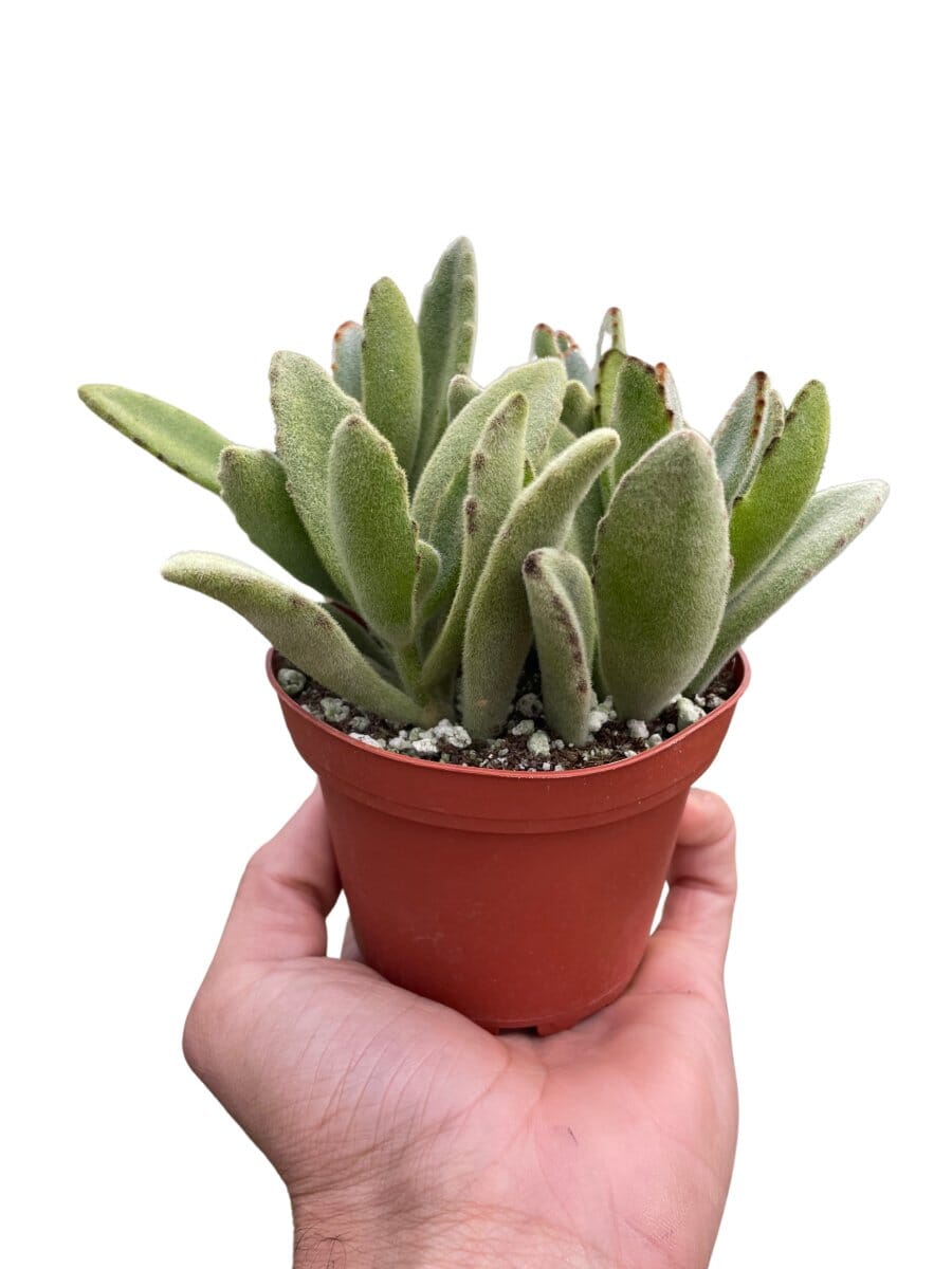 Succulent Kalanchoe 'Panda Plant'-Indoor Plants-Trendy Gardener