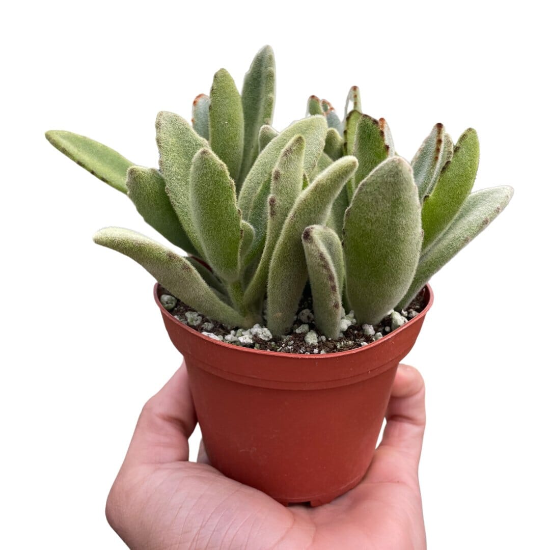 Succulent Kalanchoe 'Panda Plant'-Indoor Plants-Trendy Gardener