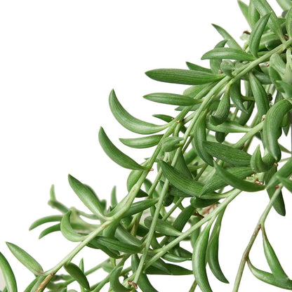 Succulent 'String of Bananas'-Succulent-Trendy Gardener