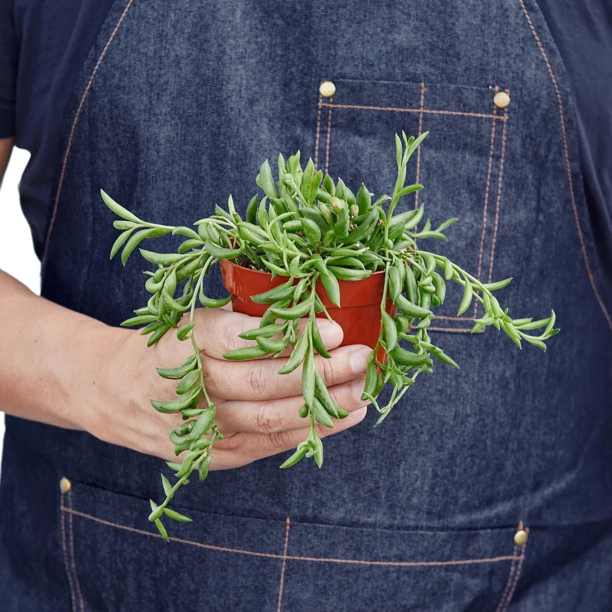 Succulent 'String of Bananas'-Succulent-Trendy Gardener